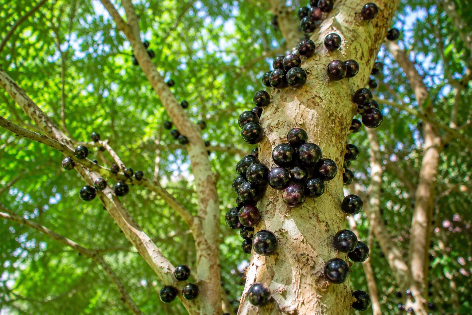 Live Jaboticaba Fruit Tree Plant in 4" Pot - Brazilian Grape, Plinia cauliflora, Easy to Grow, Unique Trunk Fruit