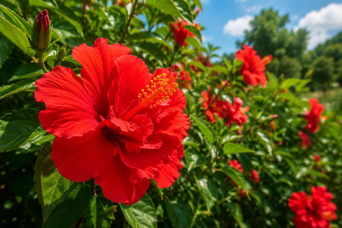 Double Red Tropical Hibiscus Bush Live Plant, Hibiscus rosa-sinensis, Landscape Gardening, Flowering Shrub
