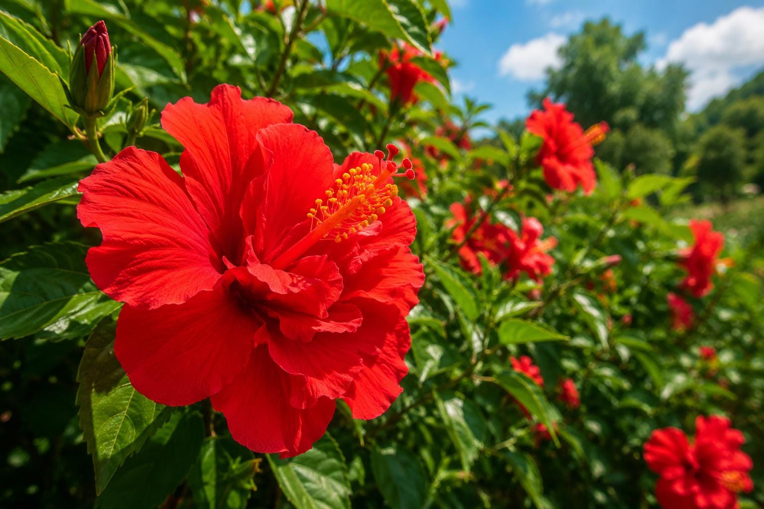 Double Red Tropical Hibiscus Bush Live Plant - Hibiscus rosa-sinensis - Ideal for Landscape Gardening - Hardy Shrub