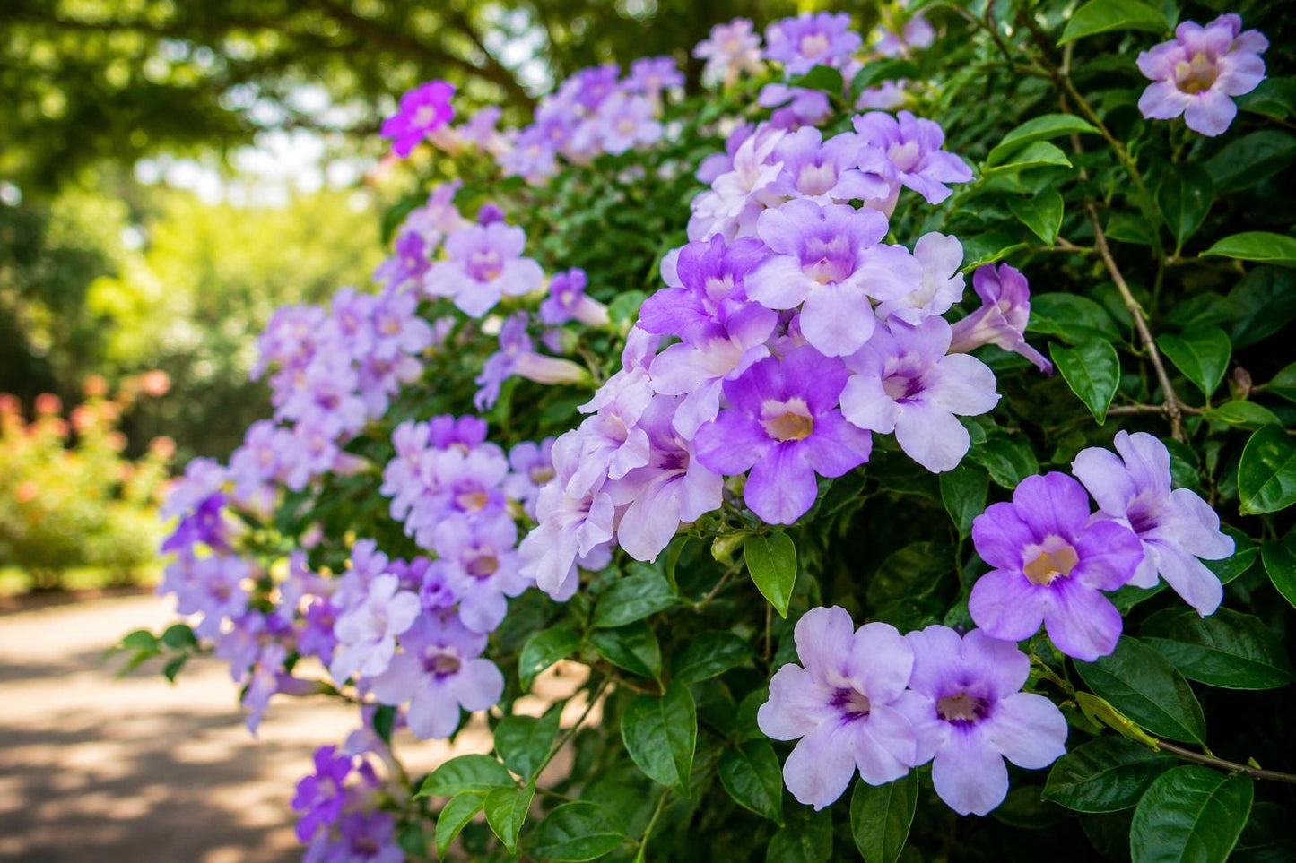 Garlic Vine Live Plant - Starter Size - Purple Trumpet Flowers - Mansoa alliacea - Fast-Growing Climbing Vine for Gardens