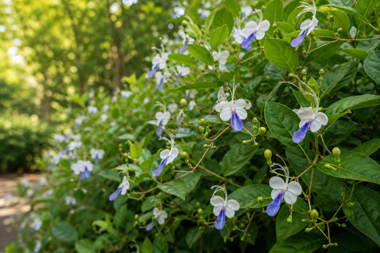 Blue Butterfly Bush Plant - Tropical Clerodendrum Ugandense with Butterfly-Shaped Blue Flowers for Garden or Container