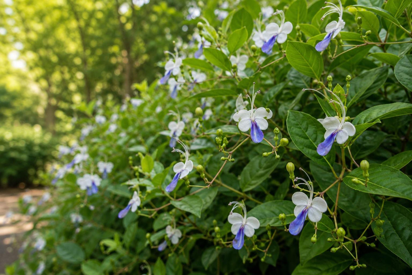 Blue Butterfly Bush Plant - Clerodendrum Ugandense - Vibrant Blue Flowers - Tropical Garden Favorite