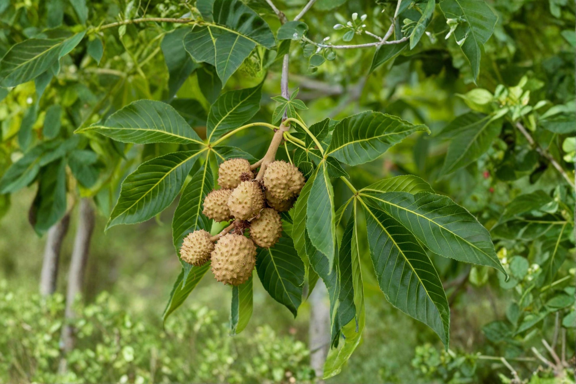 Buckeye Seeds - 2 Pack - Aesculus glabra - Deciduous Nut Tree for Outdoor Planting, Full Sun to Partial Shade, Well-Drained Soil