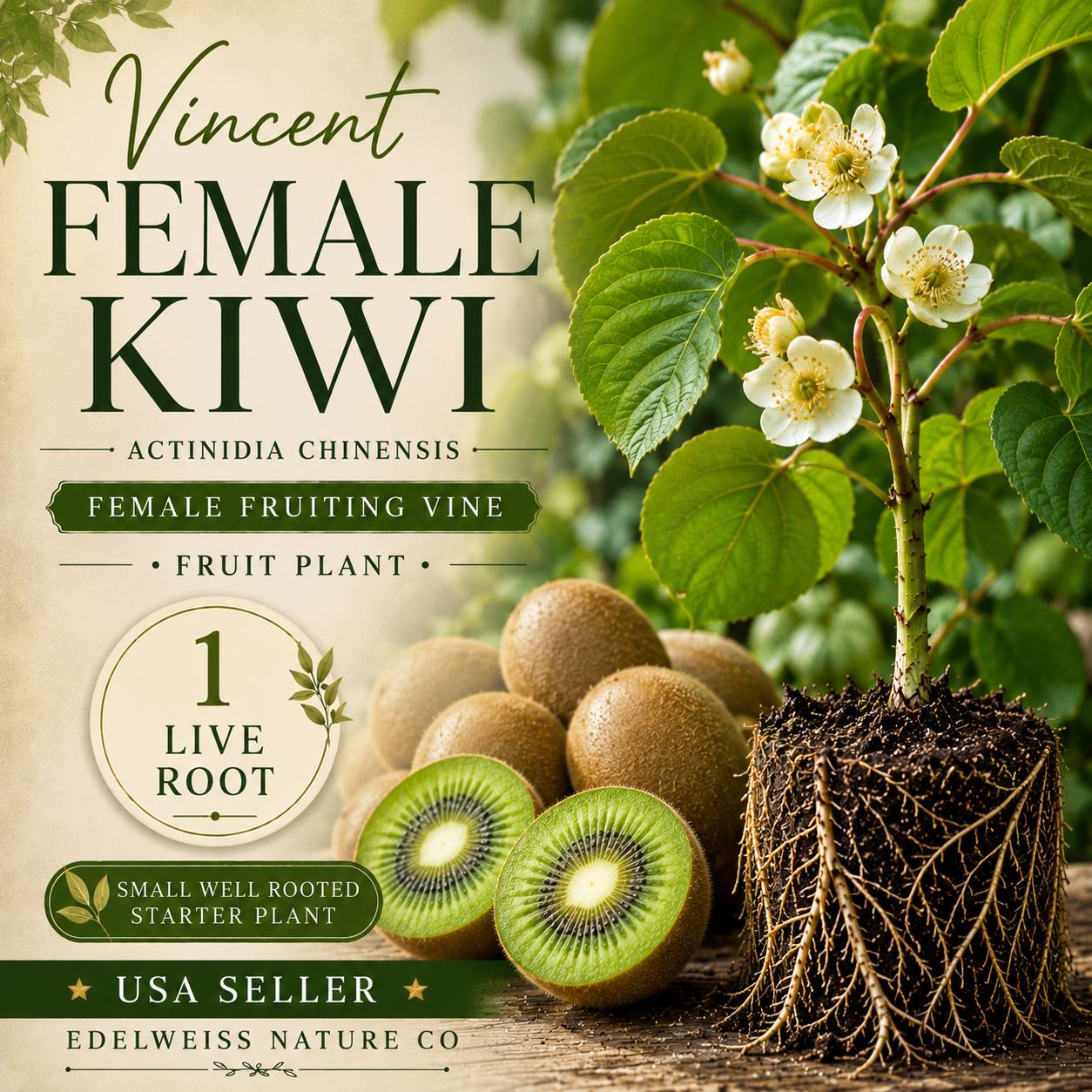 Vincent Female Kiwi Vine Starter Plant - Heirloom Non-GMO Actinidia chinensis for Home Garden & Warm Climates