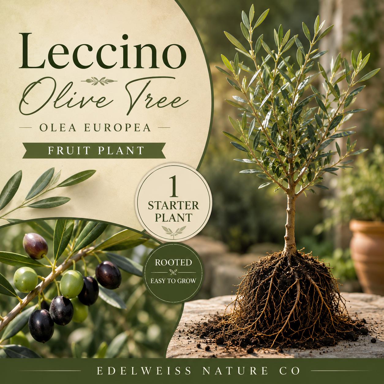 Leccino Olive Starter Plant - Heirloom Non-GMO Olive Tree - Olea europaea - Ideal for Home Garden & Edible Landscaping