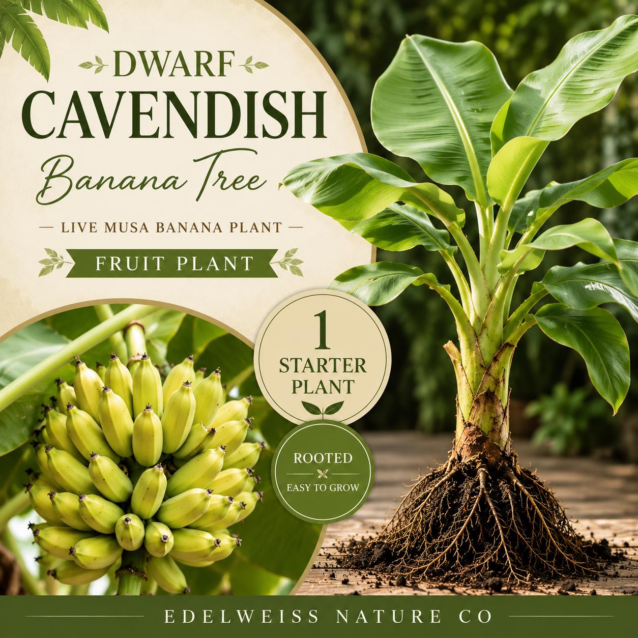 Dwarf Cavendish Banana Starter Plant 1 Live Root Heirloom Musa Non-GMO Garden Plant for Outdoor Growing