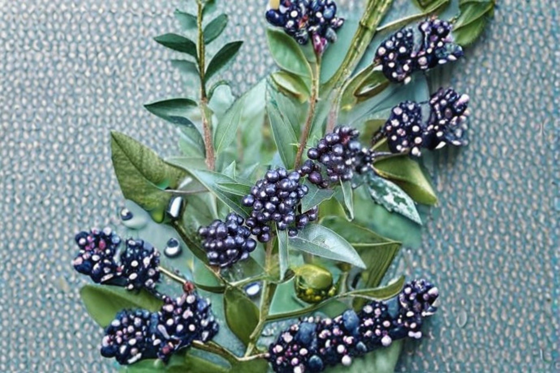 Privet Seeds - 30 Count - Common Privet (Ligustrum vulgare) - Dense Hedge Shrub for Garden Landscapes - Ornamental Plant Seeds