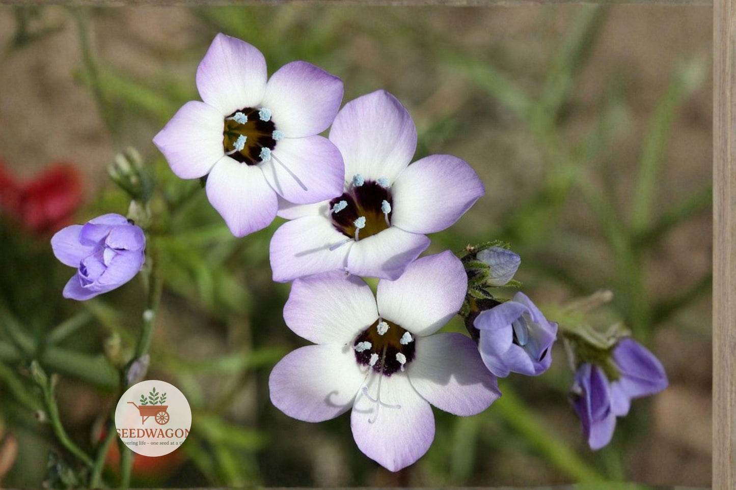 Bird's Eyes Seeds - 100 Gilia tricolor Wildflower Seeds, Lavender-Blue Blooms, Pollinator Friendly, Easy to Grow Annual