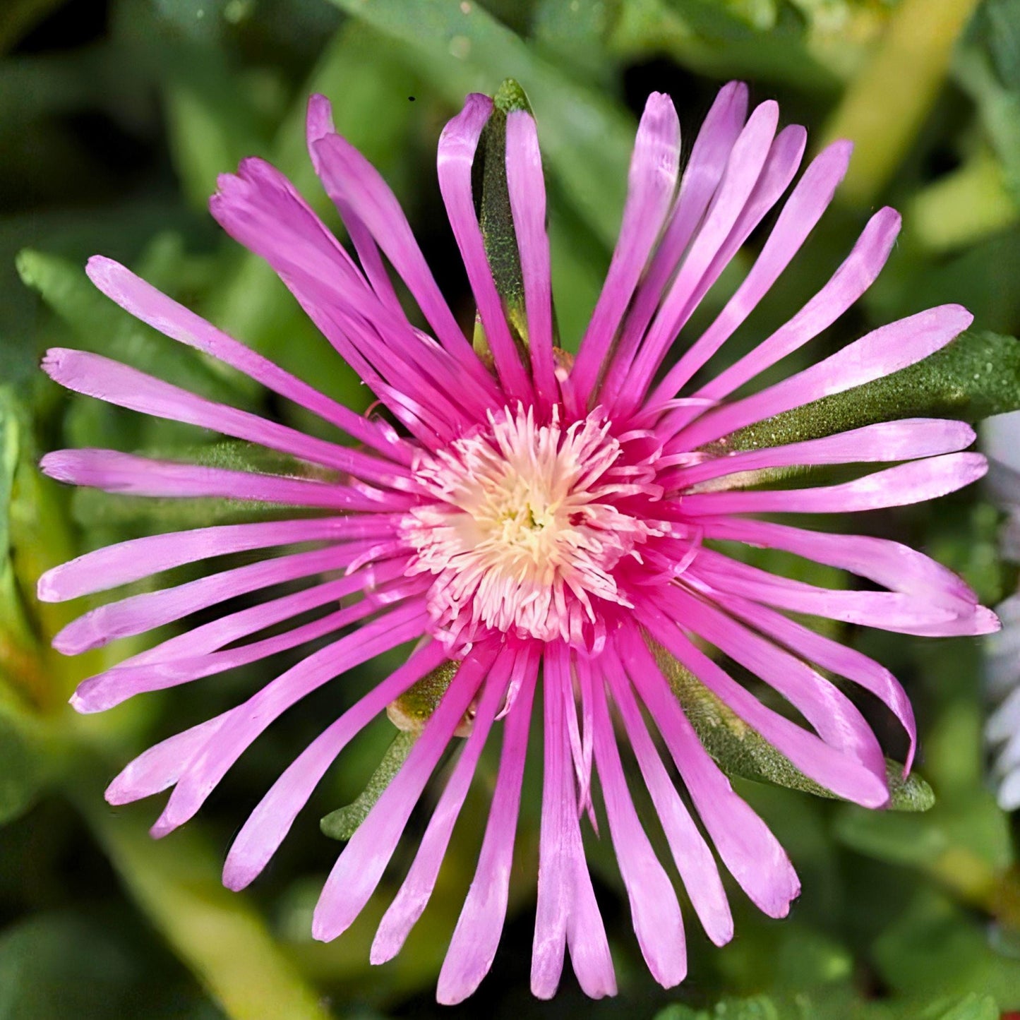 Creeping Ice Plant Cuttings 5-7 Inches 12 Pack Purple Pink Succulent (Delosperma cooperi) Ground Cover for Propagation