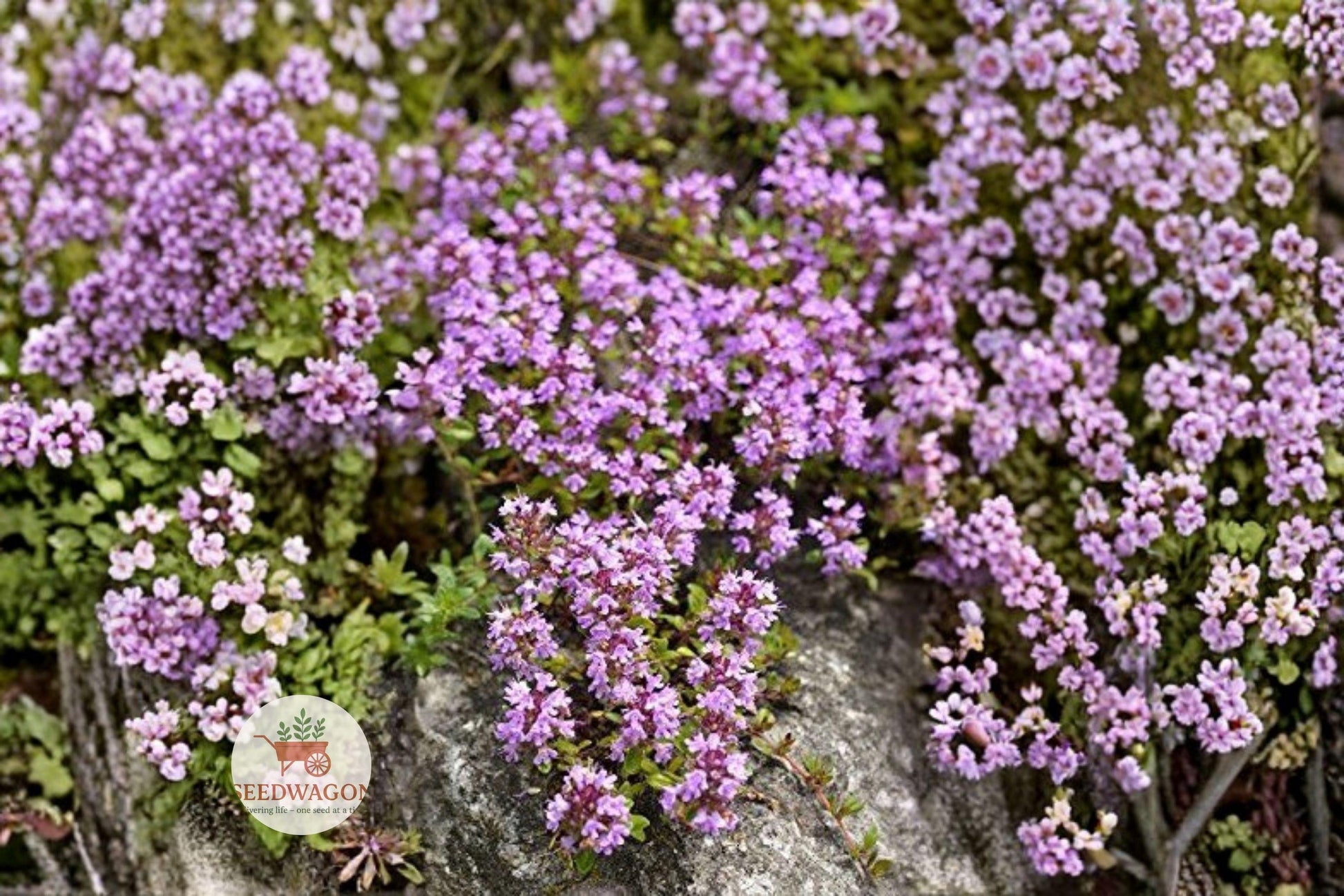 Creeping Thyme Seeds 100 Count - Thymus Serpyllum Ground Cover Herb, Fragrant Low-Growing Perennial with Pink Purple Flowers