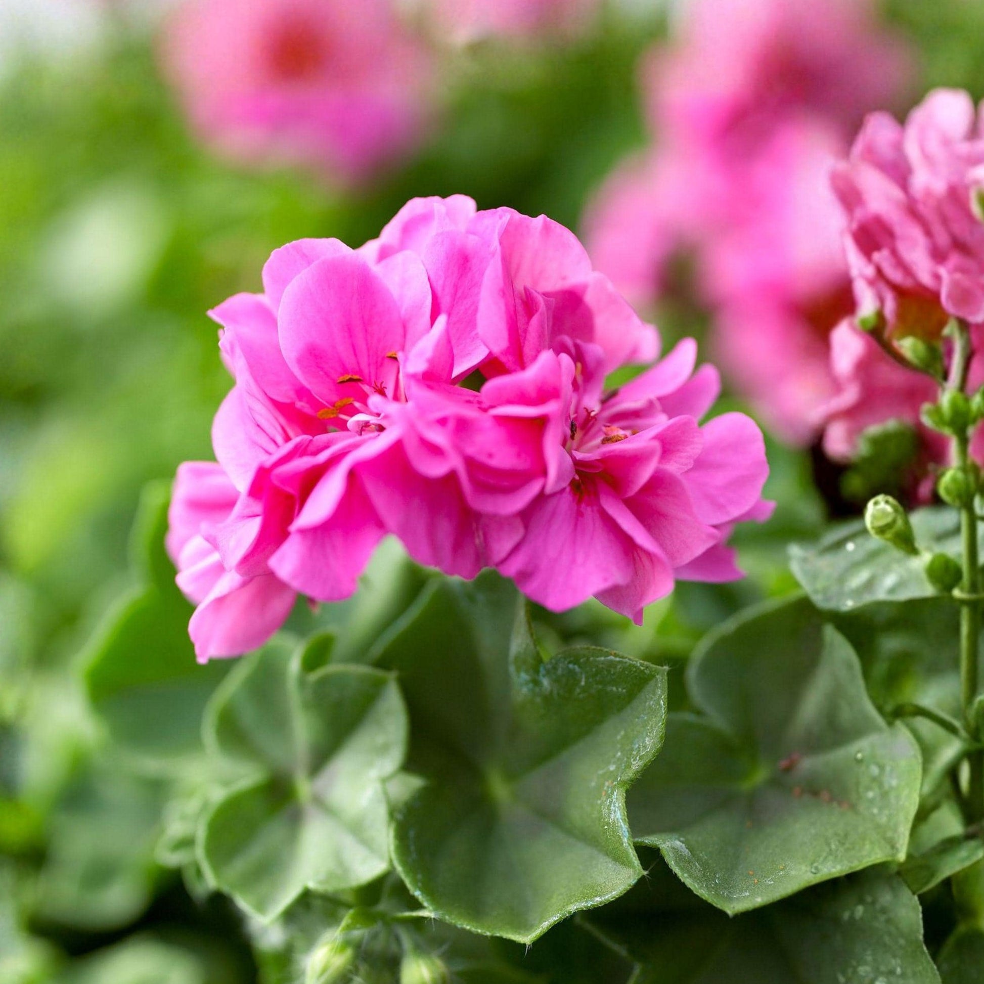 Pink Geranium Cuttings 6 Inches 13 Pack Fragrant Flower Plant for Propagation Pelargonium Species