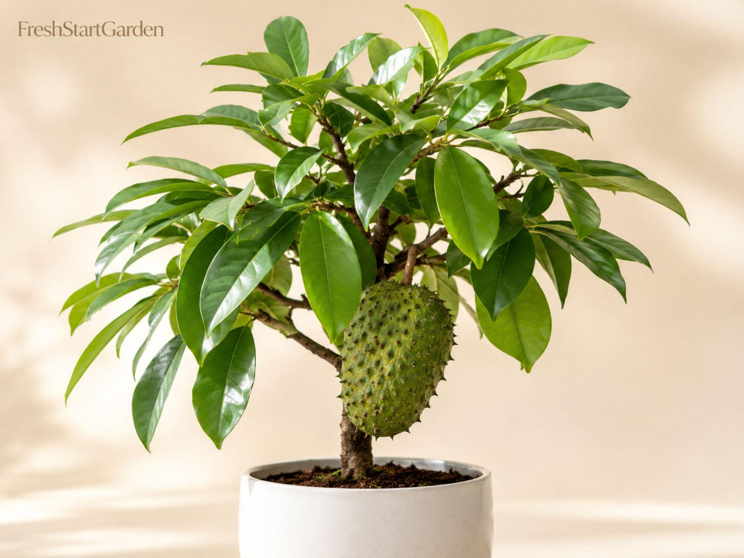 Soursop Tree Starter Plant 3-6 Inch Annona muricata Tropical Fruit Garden Tree Edible Landscape Container Plant