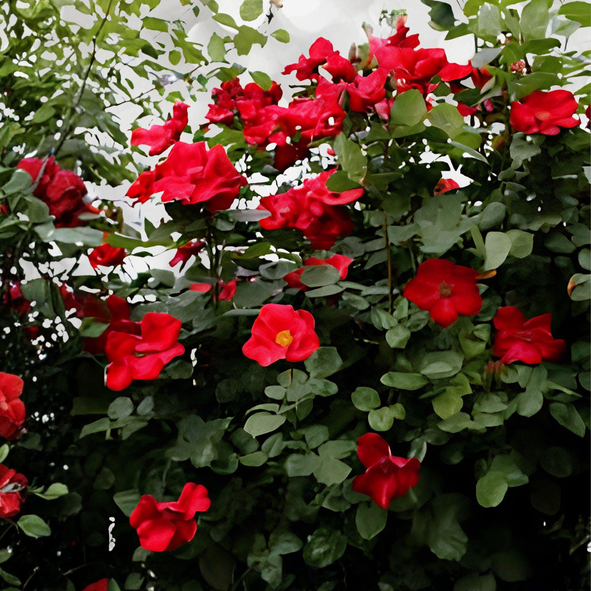 Wild Red Miniature Climbing Rose Bare Root Plant | Double Red Blooms | Rosa spp. | 1-2 Ft Live Plant for Garden