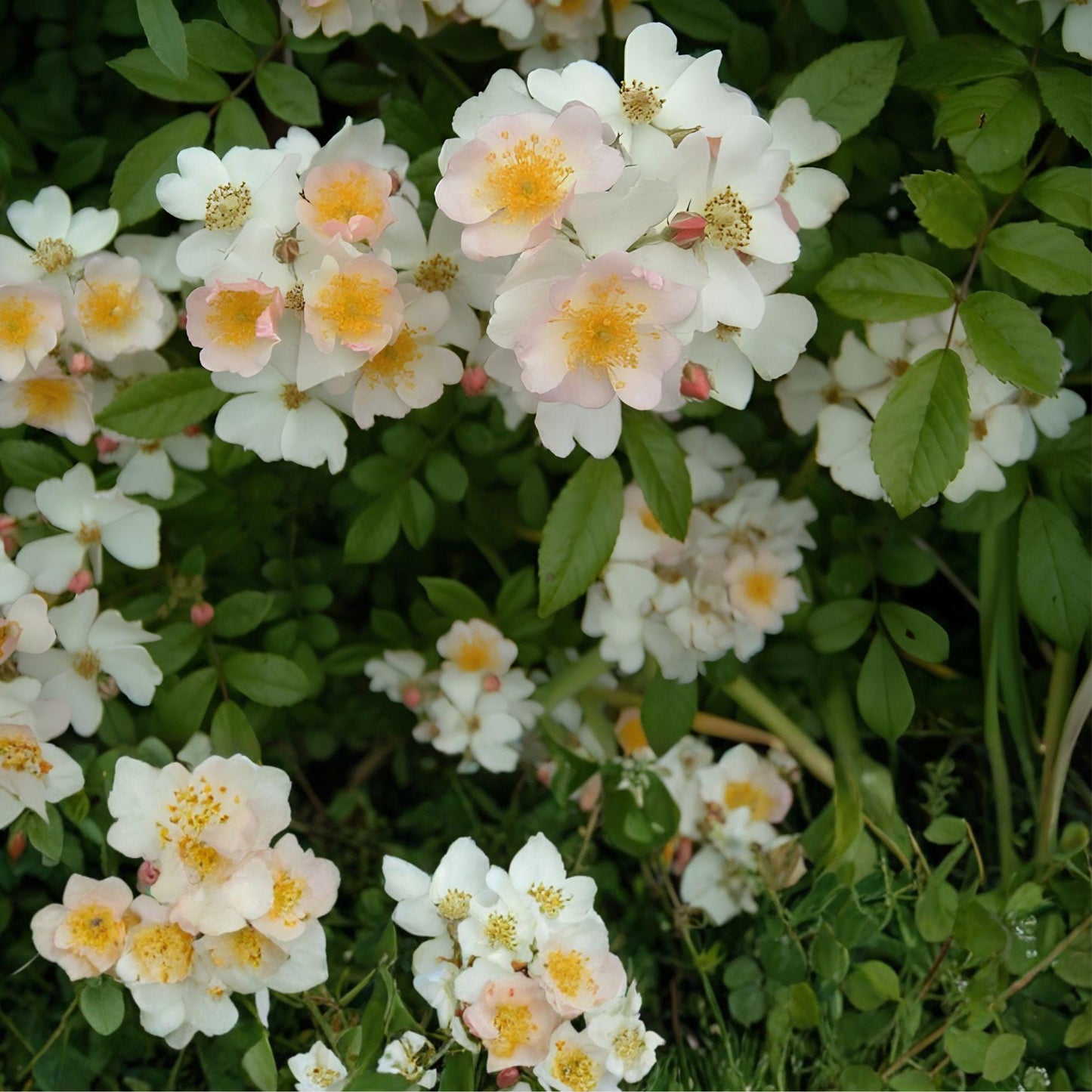 Multiflora Rose Bush Bare Root Starter Plant 6–12 Inch Rosa Multiflora Live Hedge Rose for Wildlife-Friendly Gardens