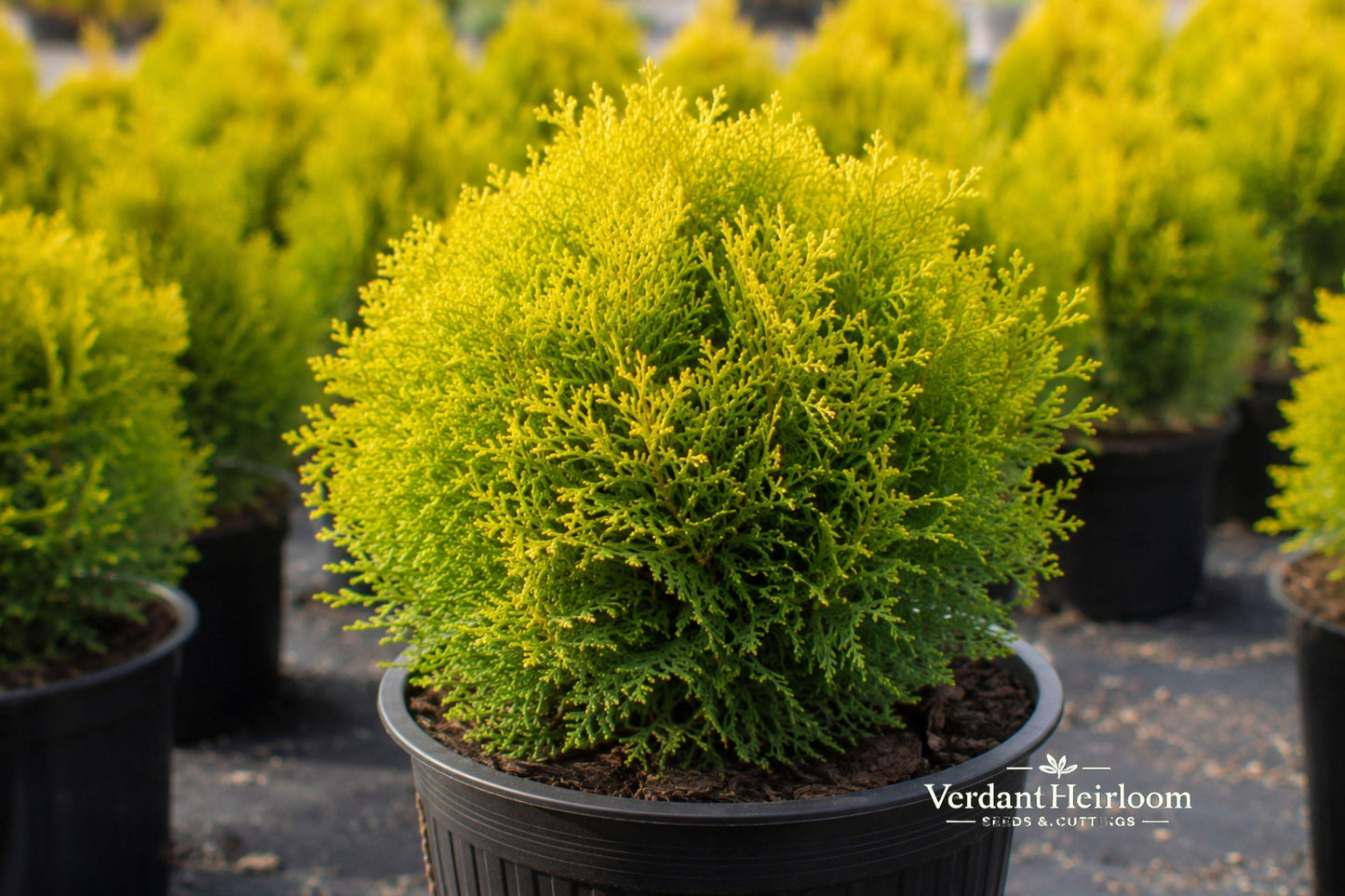 Golden Globe Arborvitae Cuttings - 10 Unrooted Evergreen Shrub Plants - Thuja occidentalis ‘Golden Globe’ - Golden Foliage