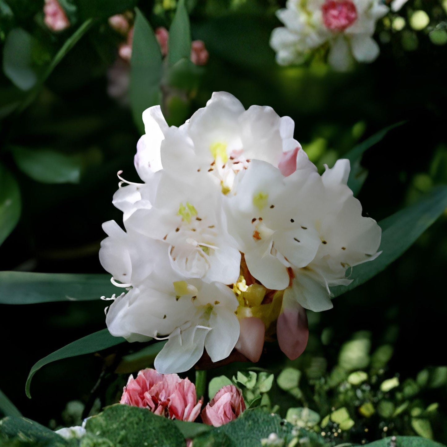 Great Laurel Plant - 1 Bare Root Evergreen Shrub - Rhododendron maximum - Hardy Flowering Landscape Plant with Showy Blooms