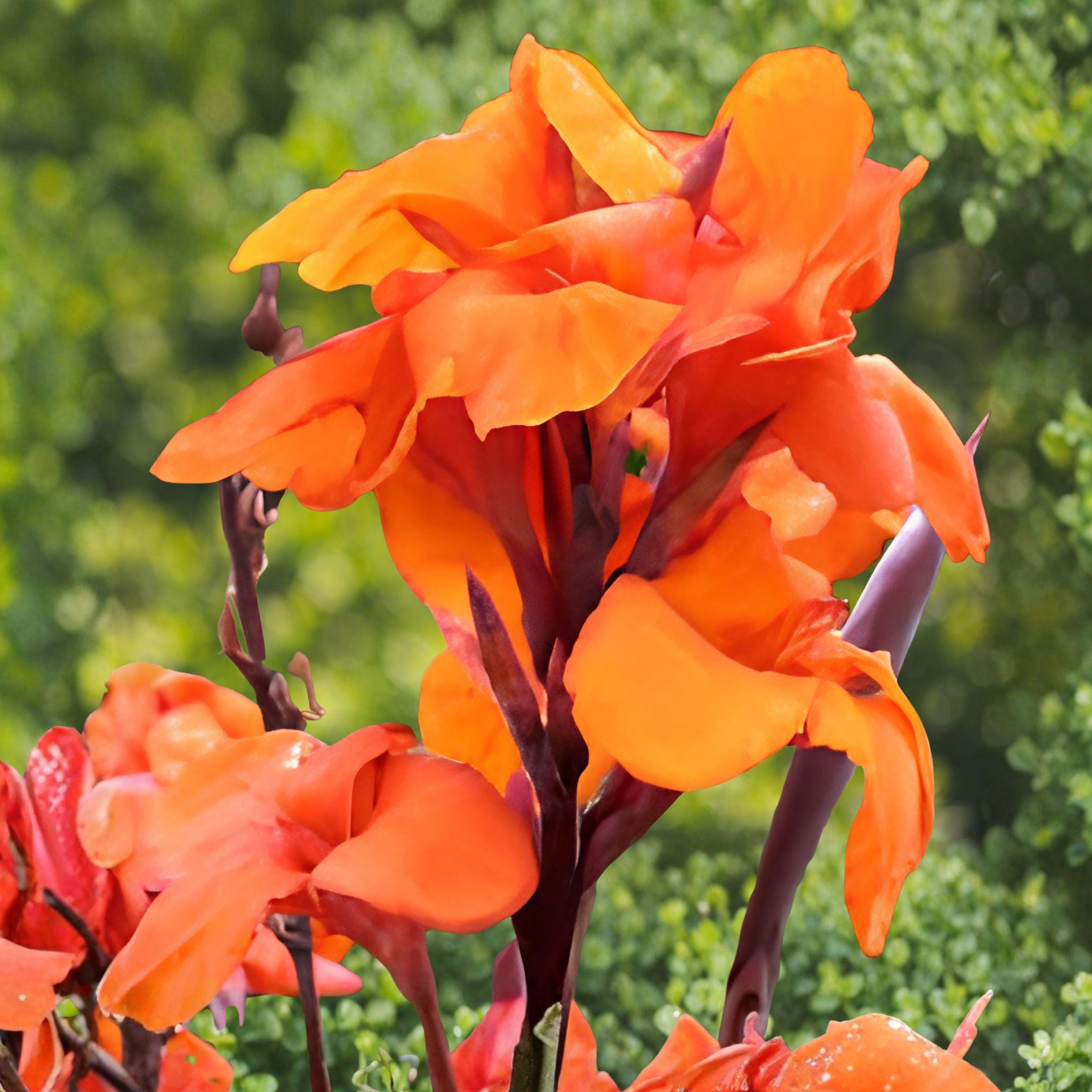 Canna Plant Bulb | 1 Live Bulb | Wyoming Orange Canna Lily | Canna spp. | Orange Blooms | Burgundy Leaves