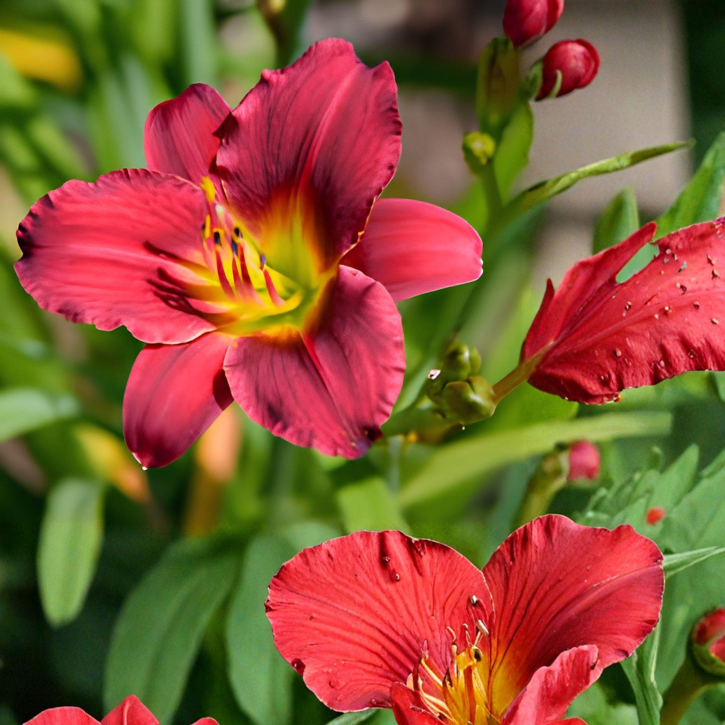 Ruby Stella Daylily Bare Root Live Plant 1 Fan Hemerocallis 'Ruby Stella' Ruby Red Reblooming Flower Perennial