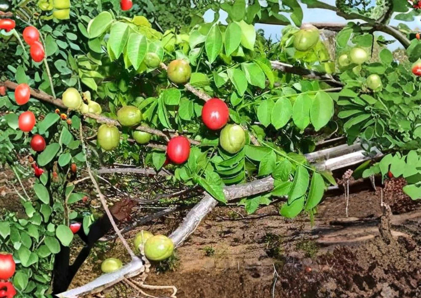Spanish Plum Live Fruit Tree 3-4 Feet - Spondias purpurea - Tropical Fruit Plant for Garden or Orchard