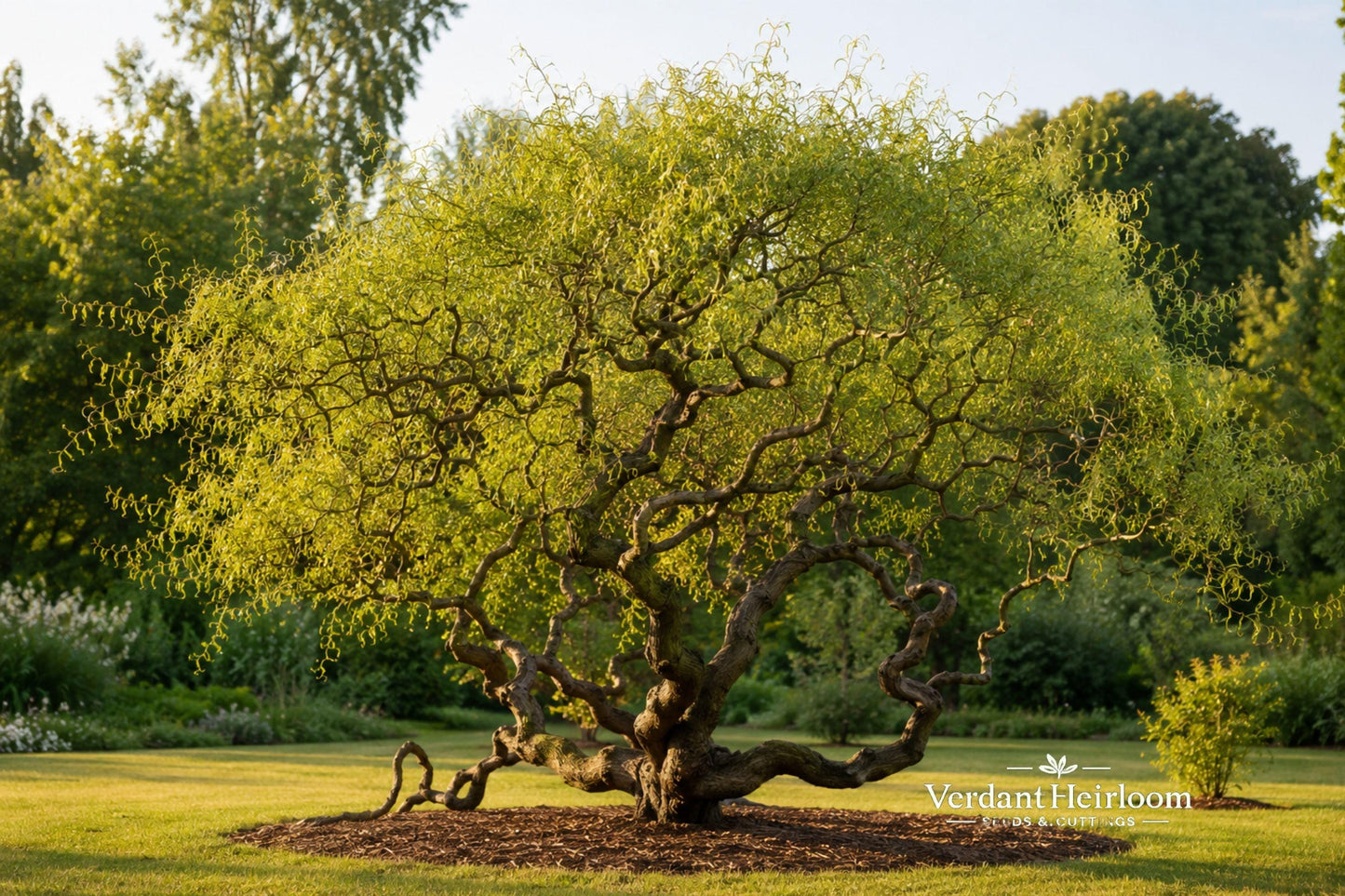 Corkscrew Willow Cuttings 10 Unrooted Salix matsudana Ornamental Tree Twisting Branches for Landscaping, Zones 5-9