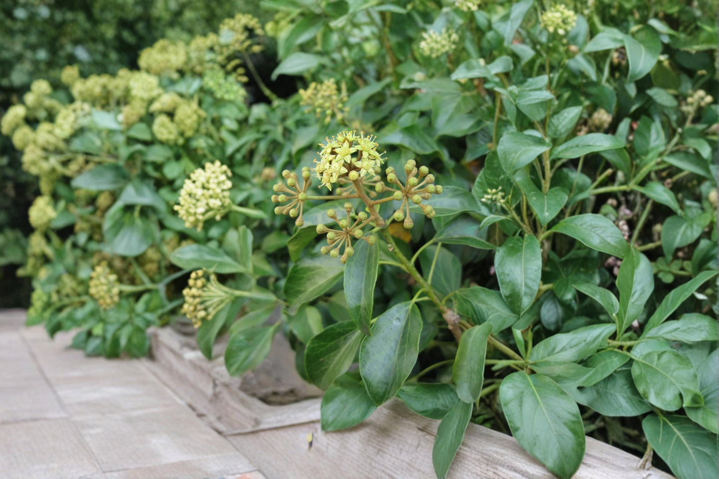 Japanese Ivy Seeds - 50 Seeds - Climbing Vine, Dense Foliage - Hedera rhombea - Ideal for Walls, Fences, Ground Cover