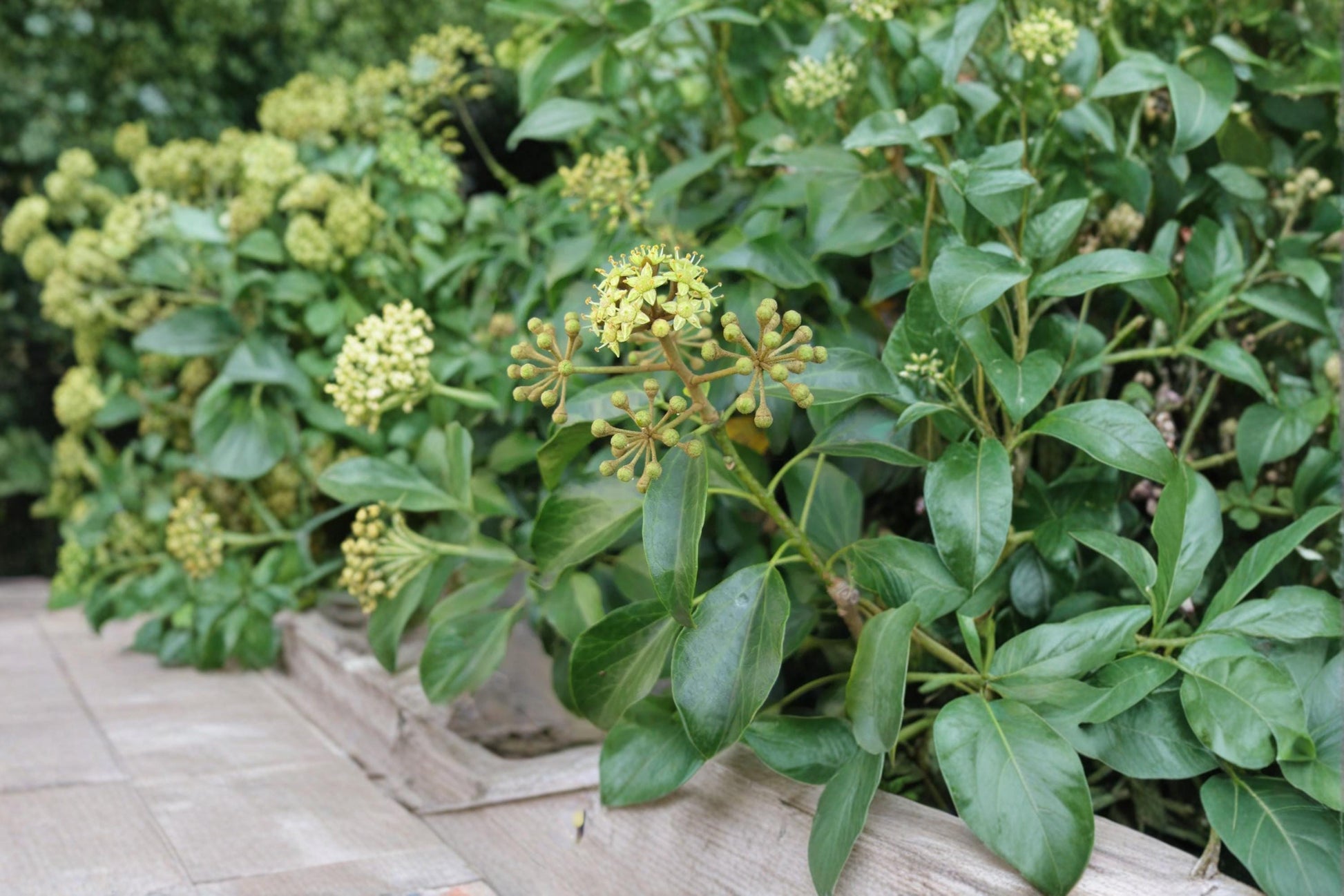 Japanese Ivy Seeds - 50 Seeds - Climbing Vine, Dense Foliage - Hedera rhombea - Ideal for Walls, Fences, Ground Cover