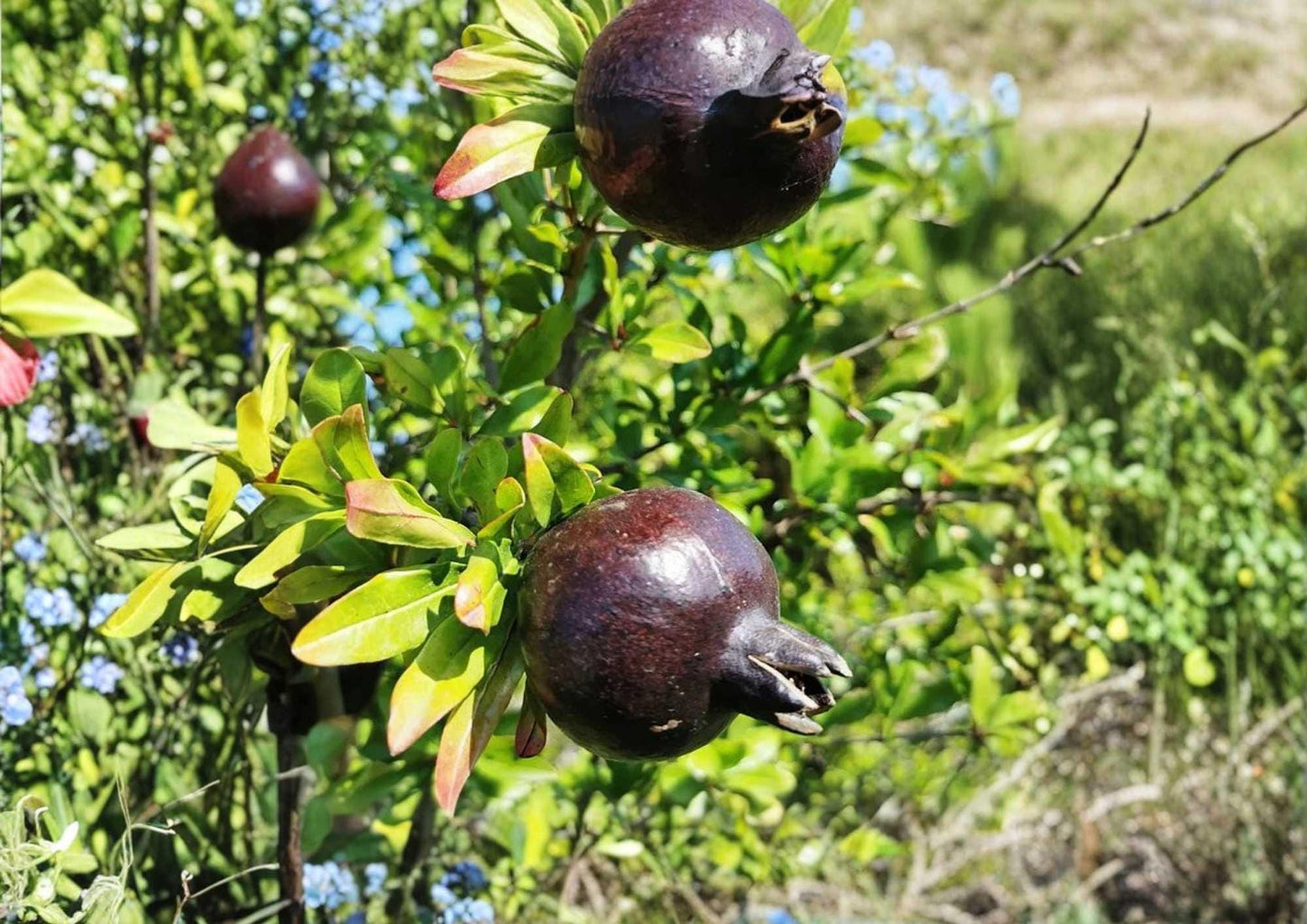Black Pomegranate Tree 10-24 Inches - Punica granatum - Live Fruit Plant - Non-GMO