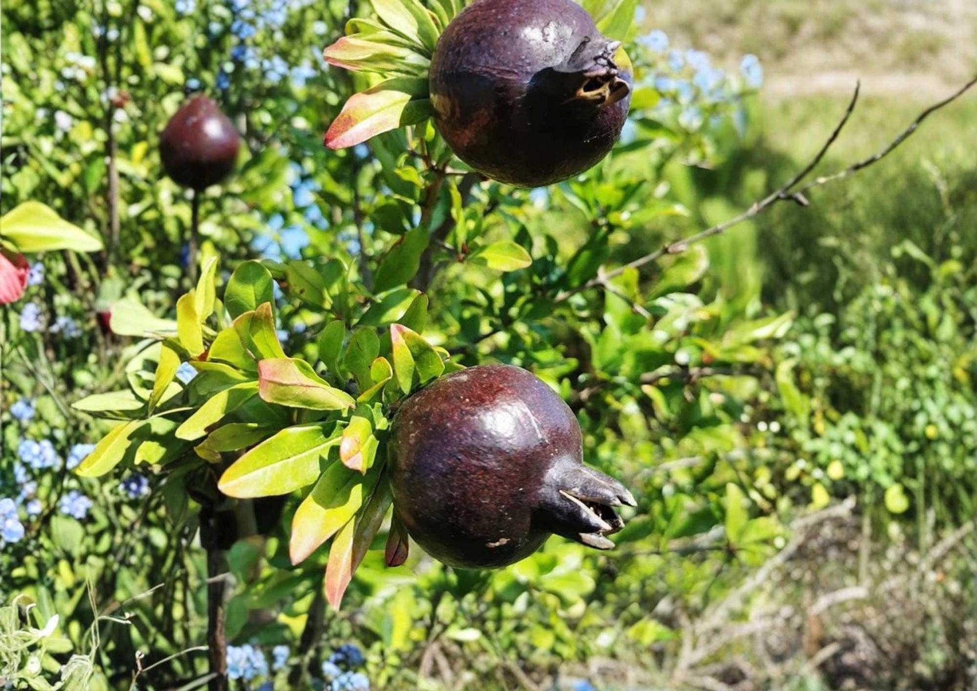 Black Pomegranate Tree 10-24 Inches - Punica granatum - Live Fruit Plant - Non-GMO