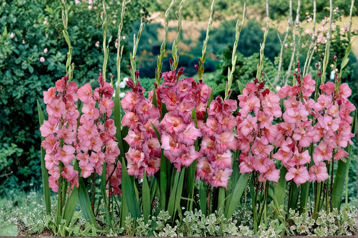 Gladiolus Bulbs 6-Pack – Mixed Colors Flowering Plant – Gladiolus spp. – Ideal for Garden Beds & Borders, Full Sun
