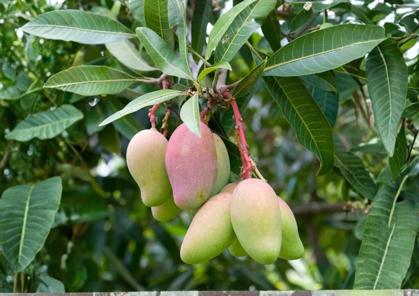 Grafted Mango Tree 3–4 Feet - Mangifera indica - Fast Growing Tropical Fruit Plant