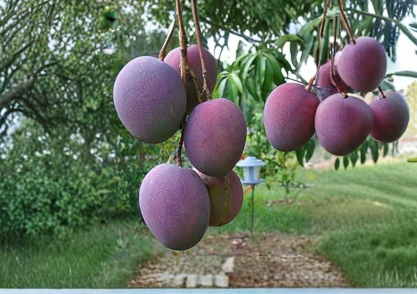 Haden Mango Live Fruit Tree 12-24 Inches - Mangifera indica - Tropical Fruit Plant - Easy to Grow Mango Tree
