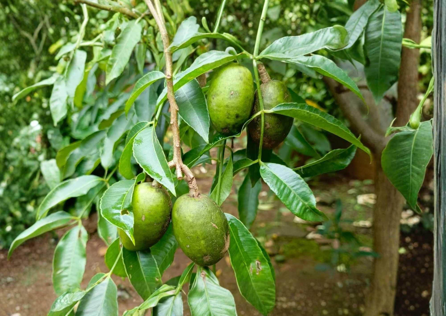 June Plum Live Fruit Tree 2-3 Feet Tall - Spondias dulcis - Tropical Fruit Plant for Home Garden
