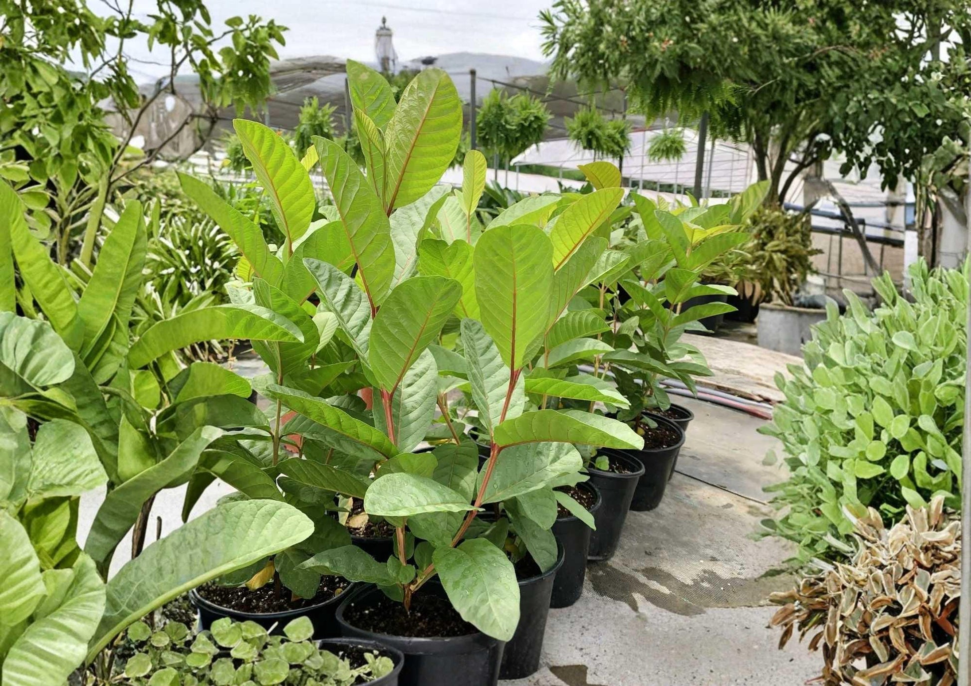 Mexican Guava Live Fruit Tree 1–2 Feet Tall - Psidium guajava - Tropical Fruit Plant