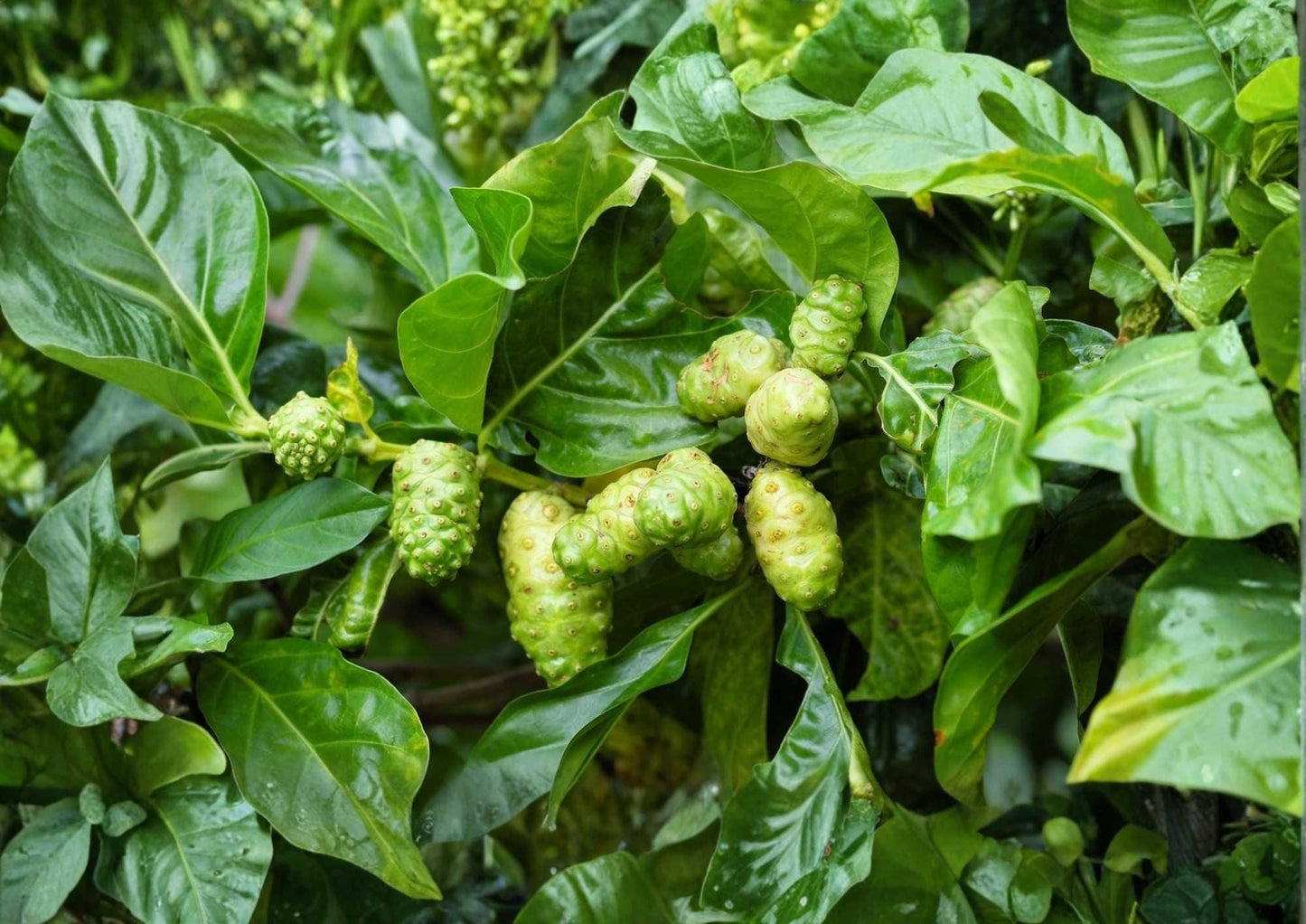 Noni Live Fruit Tree 12-24 Inches Tall - Morinda citrifolia - Non-GMO Tropical Plant