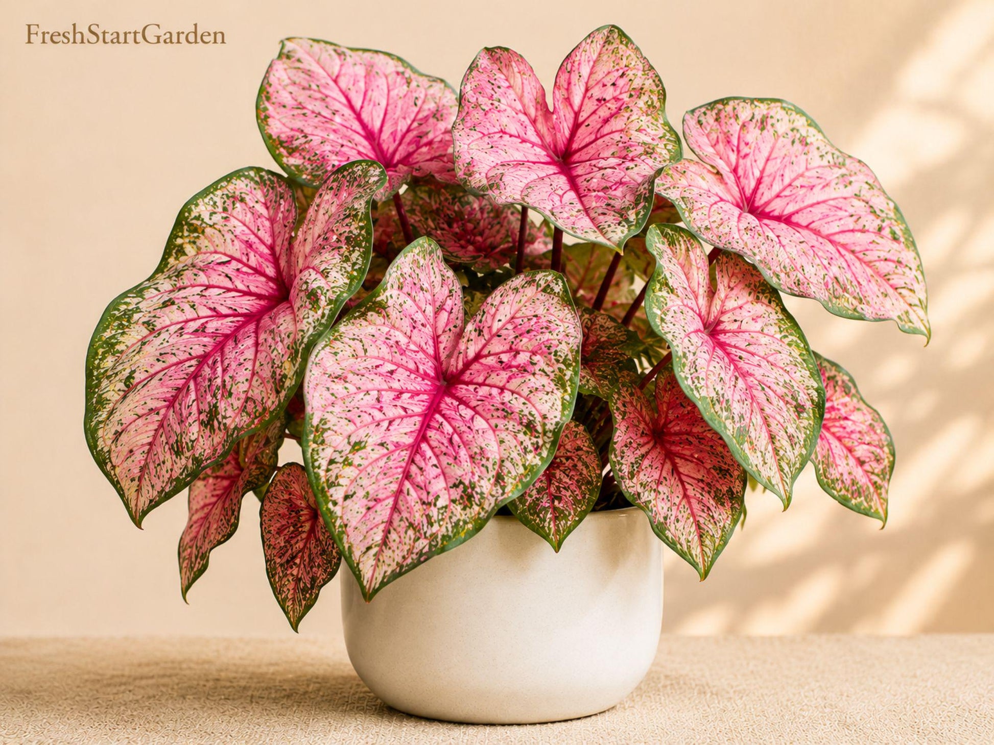 Pinky Swear Caladium Bulbs (6 Pack) - Colorful Tropical Foliage for Shade Gardens - Caladium bicolor