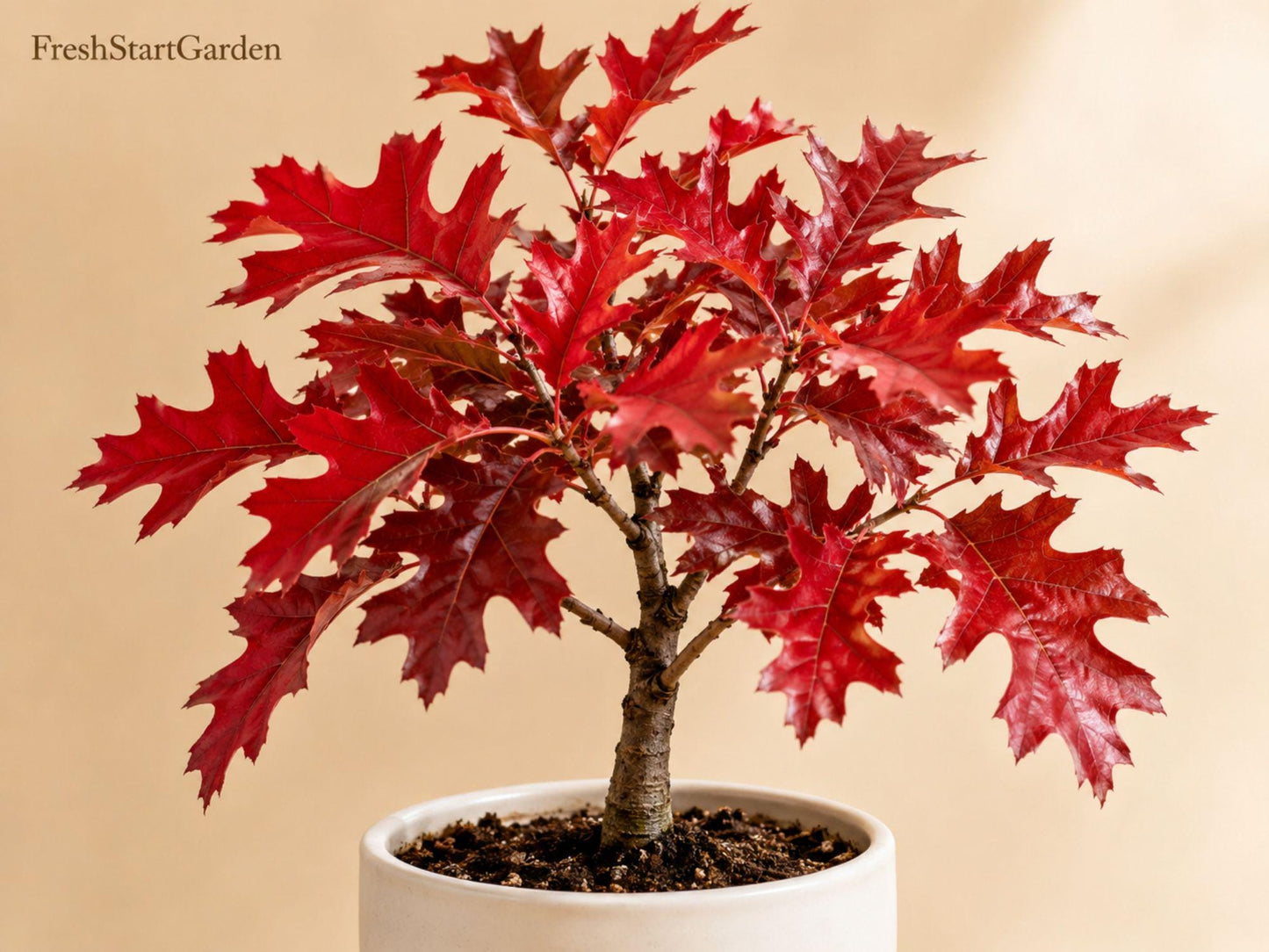 Scarlet Oak Tree Seedlings 12-18 Inch Live Plants - Quercus coccinea - Deciduous Shade Tree with Red Fall Foliage