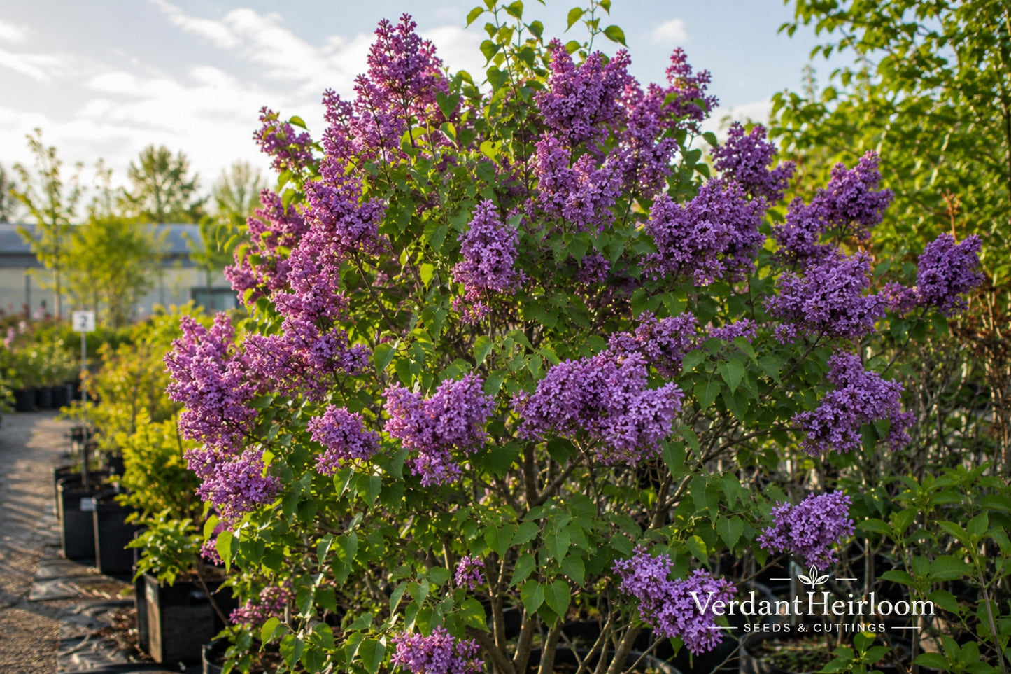 Old Fashion Purple Lilac Bare Root Plant - Syringa vulgaris - Fragrant Purple Blooms - Deciduous Flowering Shrub for Gardens