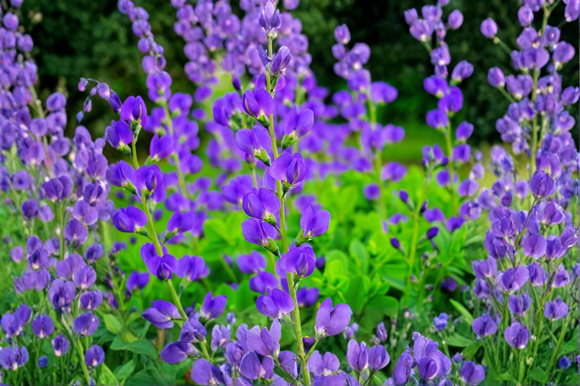 Ageratum Seeds 500 Count - Blue Planet Flossflower (Ageratum houstonianum) - Annual Blue Flowering Plant for Garden and Containers