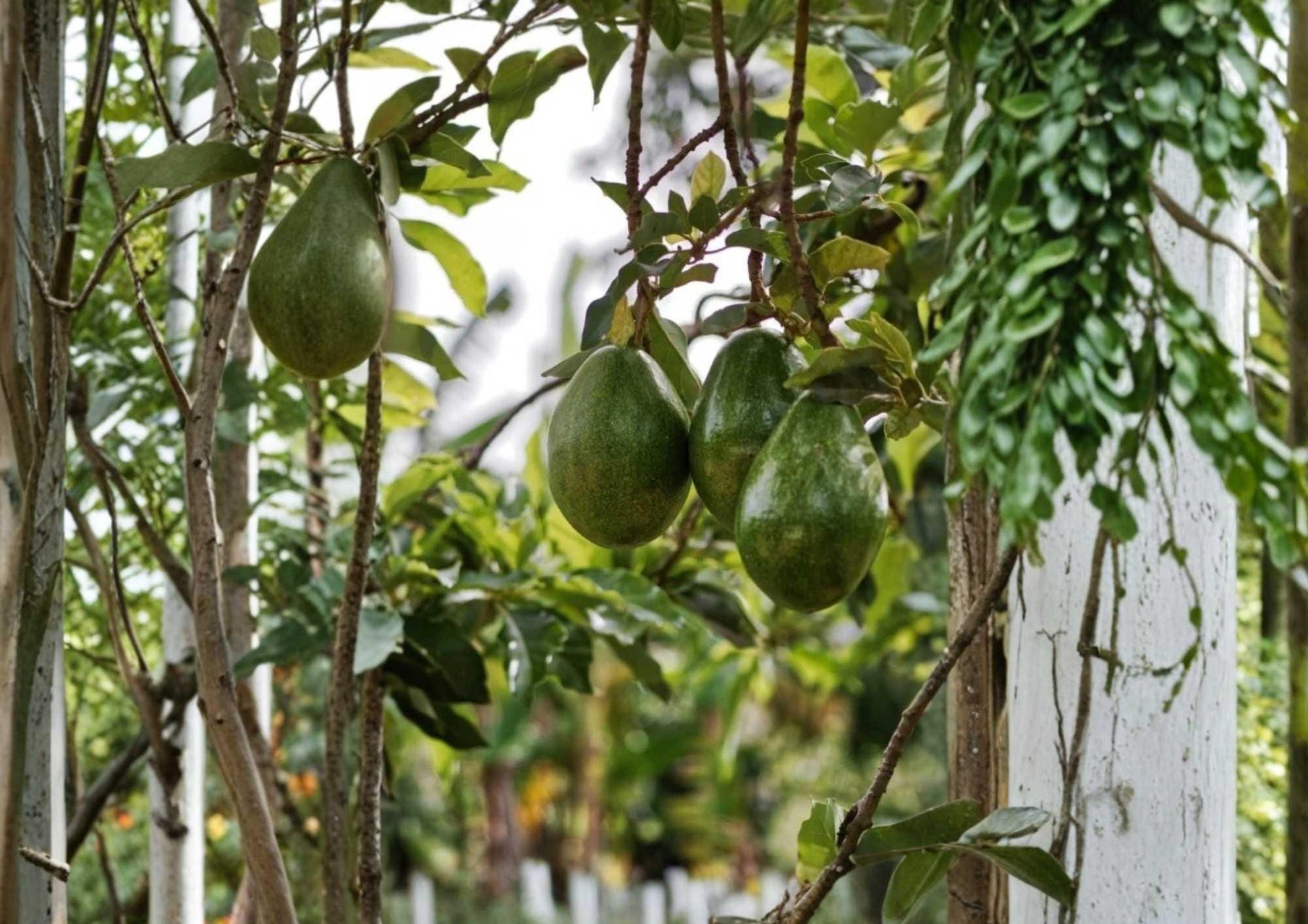 Avocado Live Fruit Tree 12-24 Inches Tall - Semil 34 Variety, Persea americana, Fast Growing