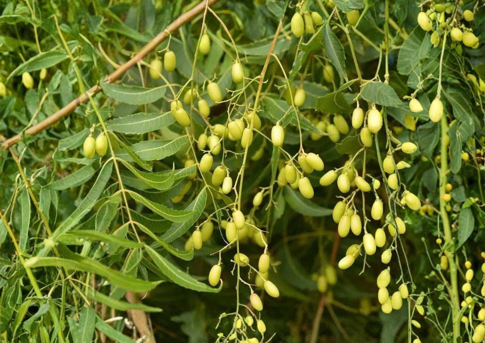 Neem Live Tree 1-2 Feet - Azadirachta indica - Organic Pest Control Plant - New Harvest Quality