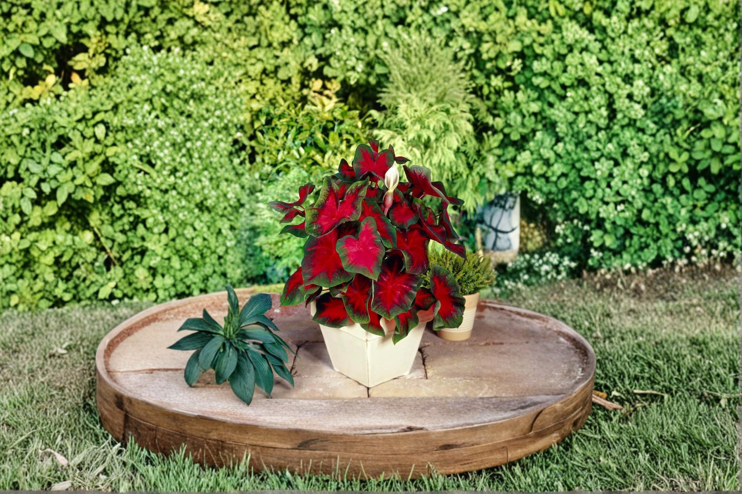 Florida Cardinal Caladium Bulbs – 2 Pack, Colorful Foliage Plant, Caladium bicolor, Tropical Shade Plant for Garden & Containers