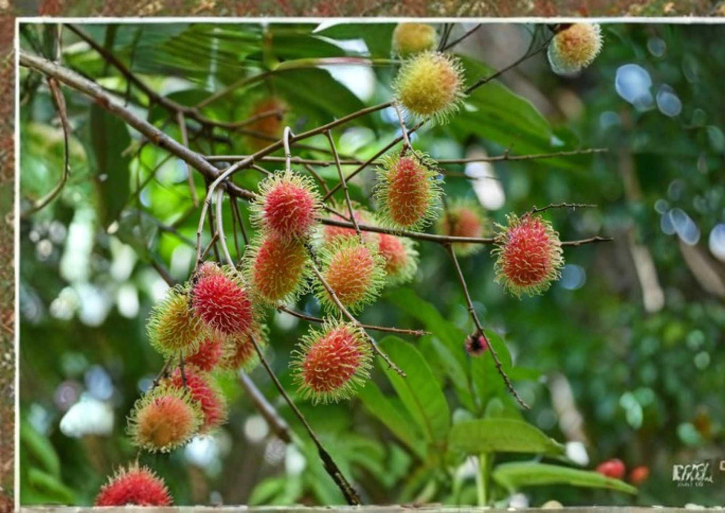 Grafted Rambutan Tree 2-3 Feet Tall - Nephelium lappaceum - Tropical Fruit Plant for Home Garden