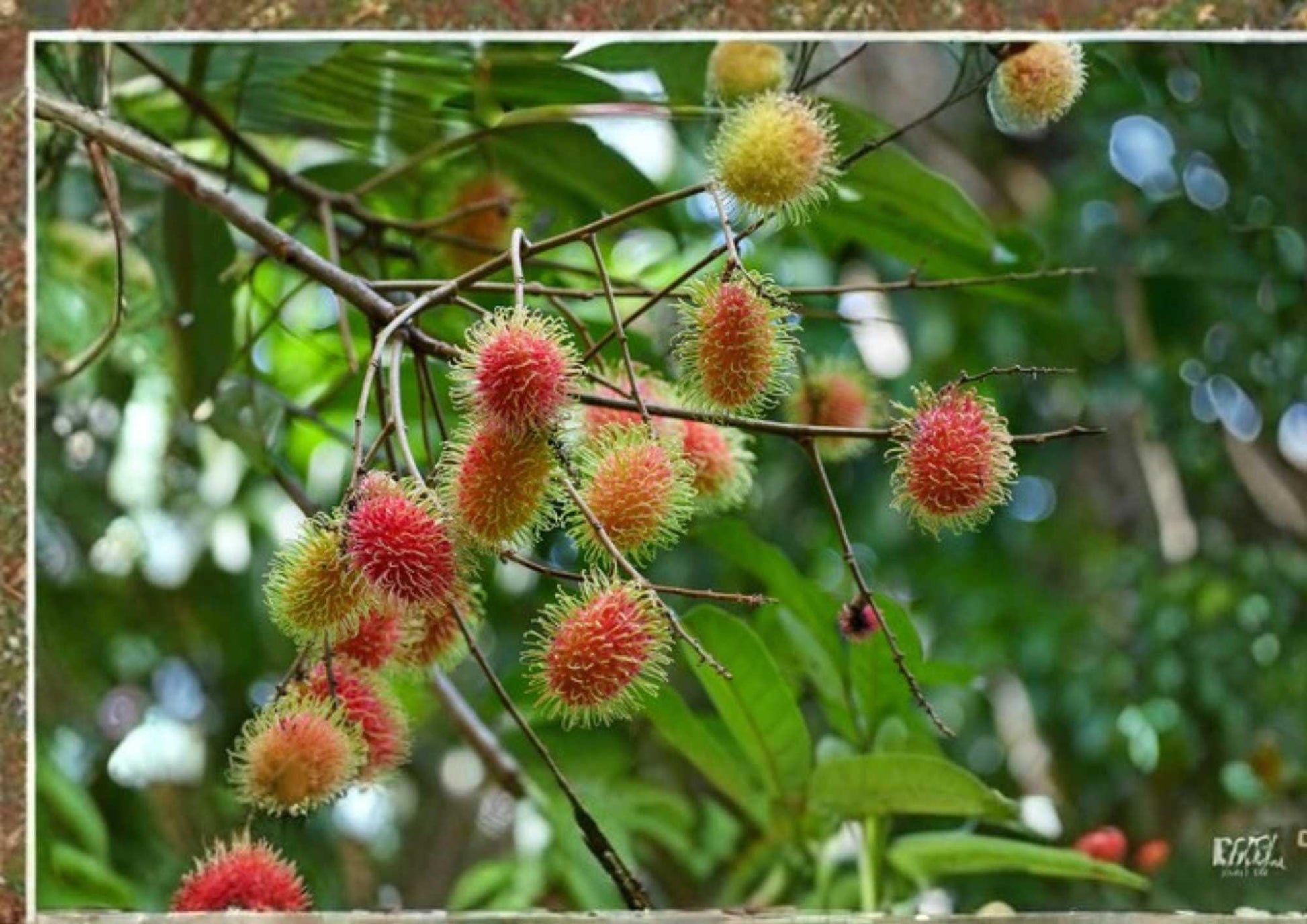 Grafted Rambutan Tree 2-3 Feet Tall - Nephelium lappaceum - Tropical Fruit Plant for Home Garden