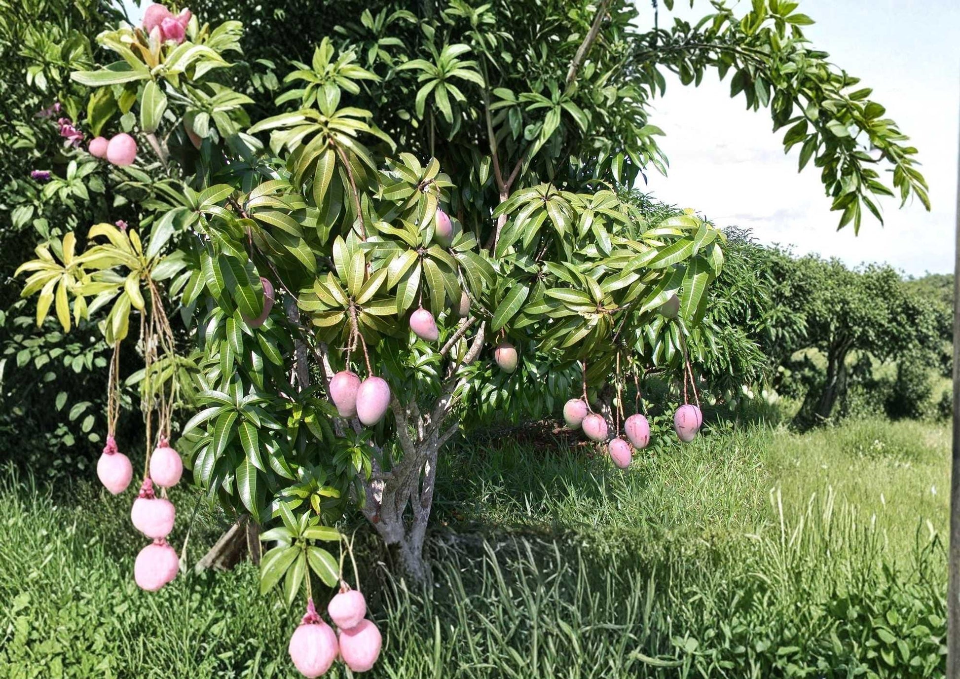 Kent Grafted Mango Tree 12-24 Inches - Mangifera indica - Fresh Stock - Tropical Fruit Plant for Home Garden