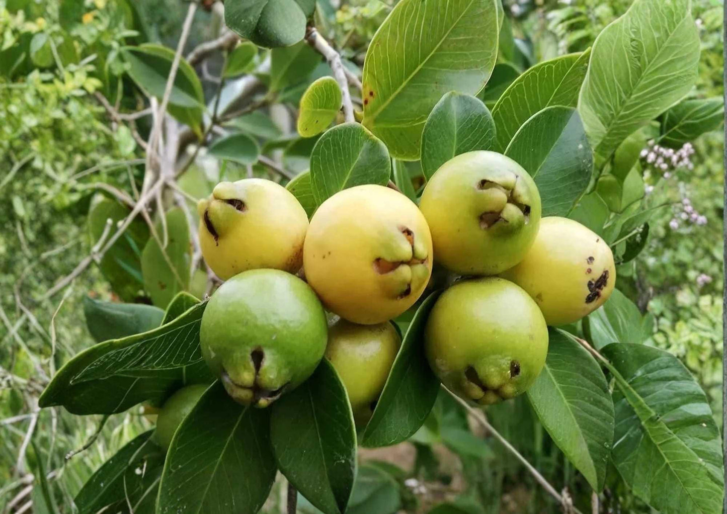 Yellow Strawberry Guava Tree 1-2 Feet Tall - Psidium littorale var. lucidum - Fast Growing Live Fruit Plant
