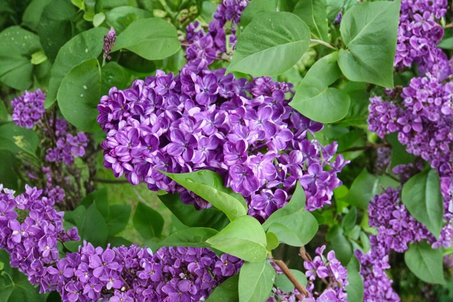 Purple Lilac Seeds - 50 Count - Syringa vulgaris - Deciduous Flowering Shrub with Clusters of Purple Blooms