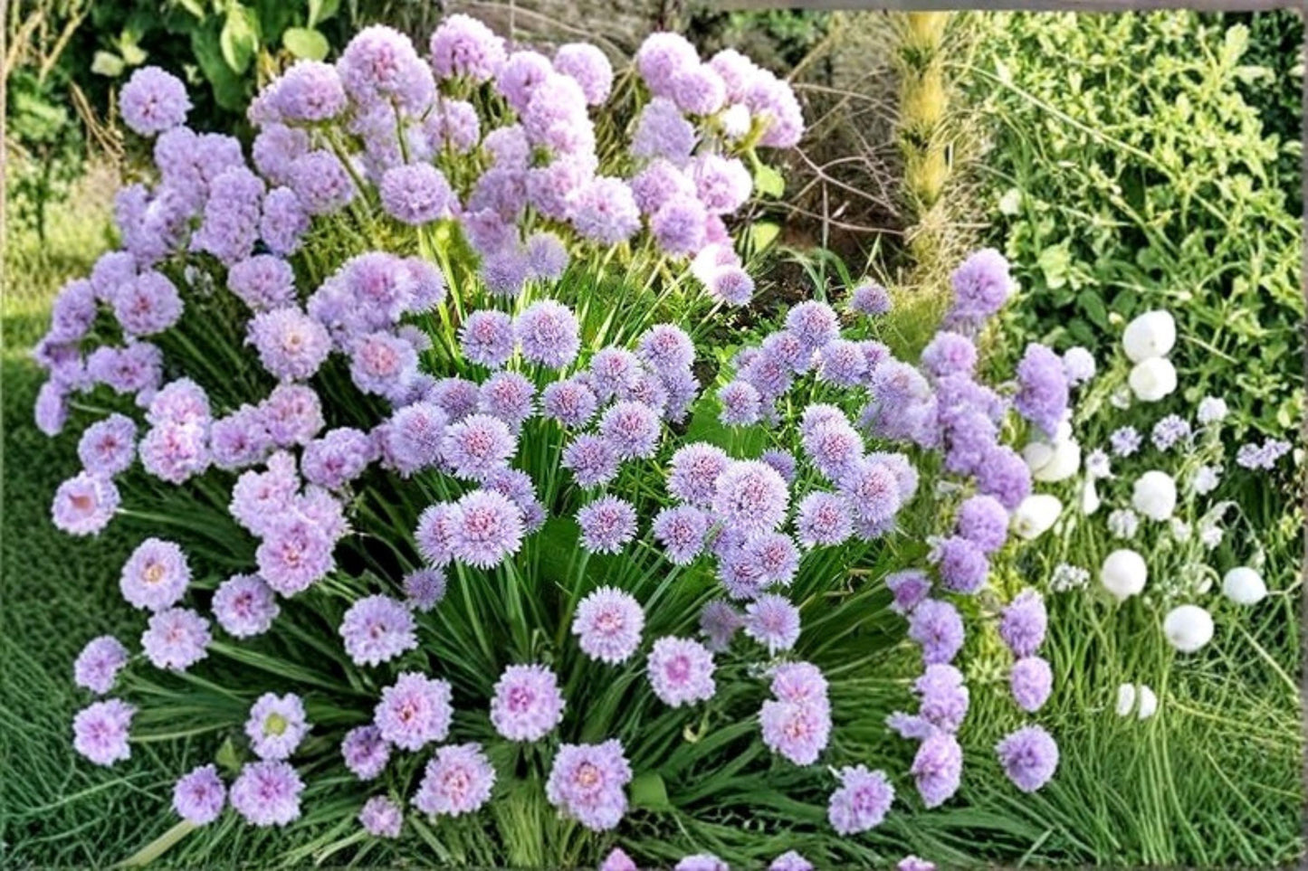 Wild Chives Seeds - 200 Count - Perennial Herb - Allium schoenoprasum - Edible Green Foliage for Gardens & Containers