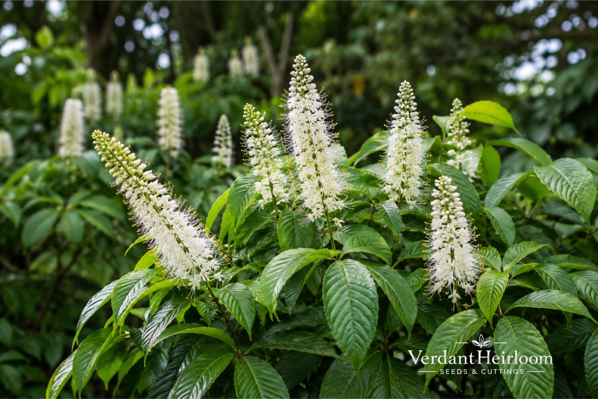 Bottlebrush Buckeye Bare Root Plant 4+ Inches Aesculus parviflora - White Flowers, Yellow Fall Foliage - Hardy Ornamental Shrub