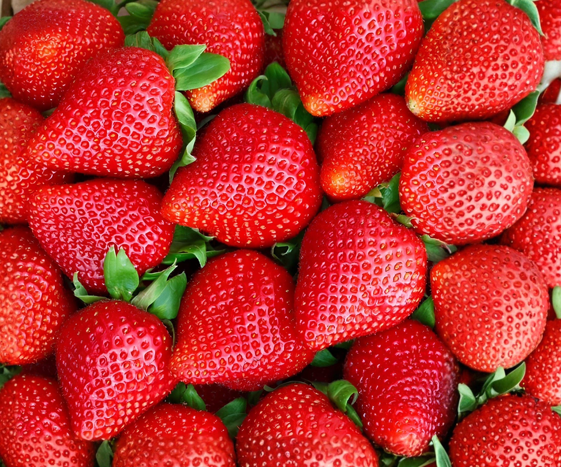 Albion Everbearing Strawberry Plants - 12 Bare Roots (Fragaria × ananassa 'Albion') - High Yield Sweet Red Berries, Zones 4-8