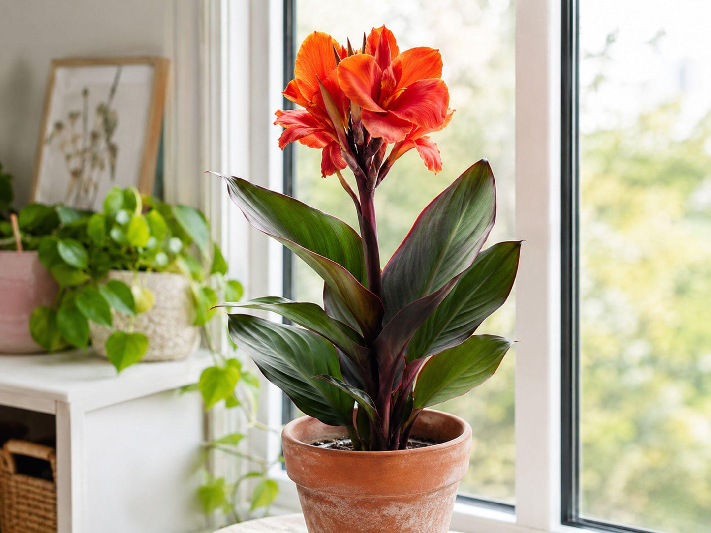 Lucifer Canna Lily Bulbs - 5 Pack - Canna indica - Tropical Red Summer Flowering Perennial for Gardens & Borders